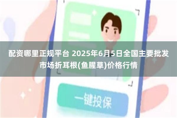 配资哪里正规平台 2025年6月5日全国主要批发市场折耳根(鱼腥草)价格行情